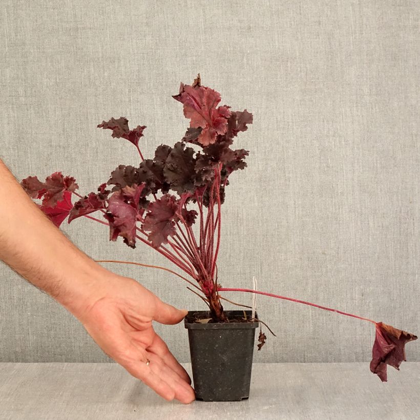 Spécimen de Heuchère - Heuchera L. Dark Secret Godet de 8/9 cm tel que livré en automne