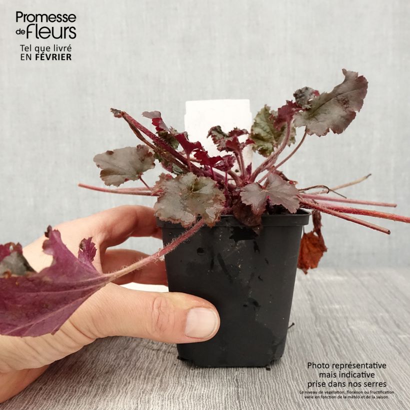Spécimen de Heuchère - Heuchera L. Dark Secret Godet de 8/9 cm tel que livré en hiver