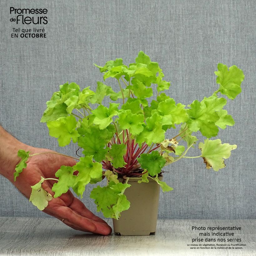 Spécimen de Heuchère - Heuchera Lime Marmalade Godet de 8/9 cm tel que livré en automne