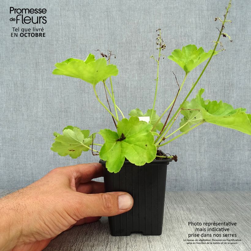 Spécimen de Heuchère - Heuchera Little Cutie Blondie in Lime Godet de 8/9 cm tel que livré en automne