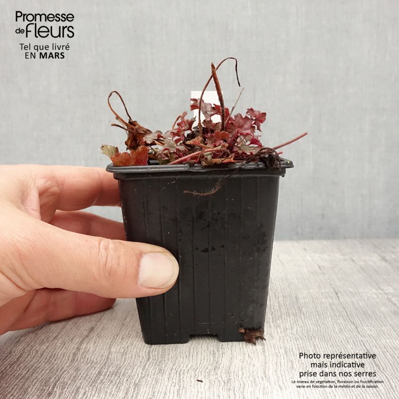 Amostra de Heuchera Little Cuties Sugar Berry Vaso de 8/9 cm tal como entregue na primavera