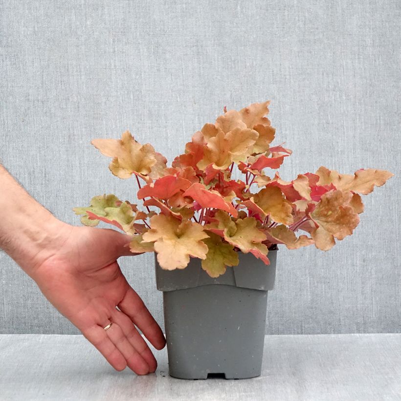 Spécimen de Heuchère - Heuchera Marmelade Pot de 2L/3L tel que livré en automne