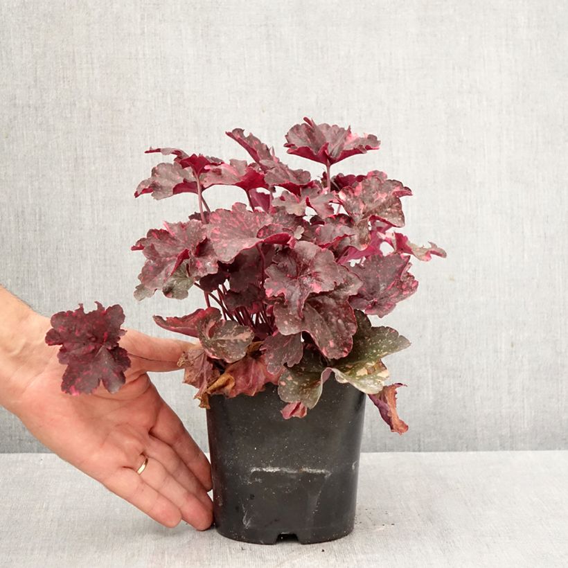 Spécimen de Heuchère - Heuchera Midnight Rose Pot de 1,5L/2L tel que livré en automne