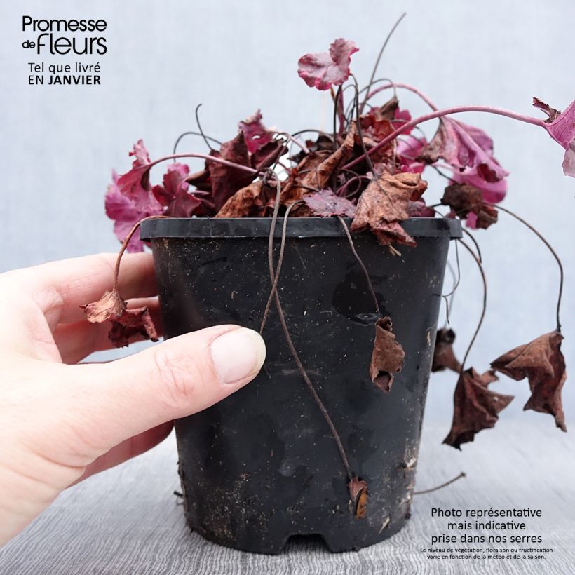 Heuchera Midnight Rose Vaso da 1,5L/2L esemplare consegnato in inverno