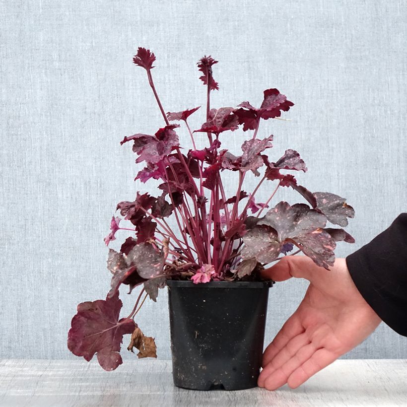 Amostra de Heuchera Midnight Rose Vaso de 1,5 L/2 L tal como entregue na primavera