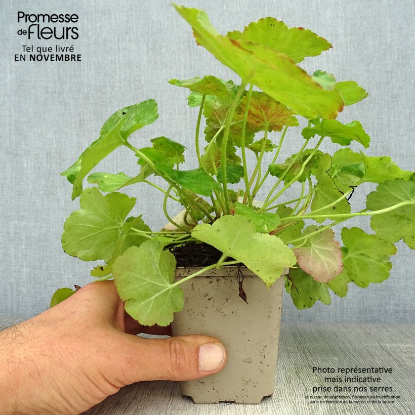 Spécimen de Heuchère -  Heuchera Miracle Godet de 8/9 cm tel que livré en automne