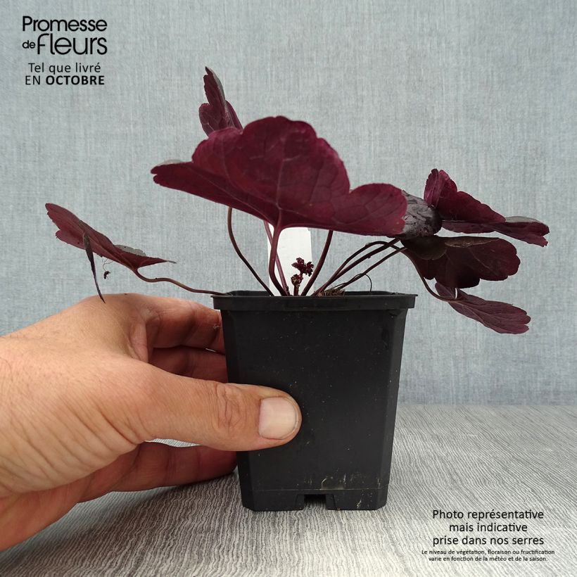 Spécimen de Heuchère, Heuchera Obsidian Godet de 8/9 cm tel que livré en automne