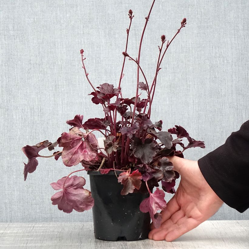 Heuchera Obsidian 1.5L/2L pot sample as delivered in spring