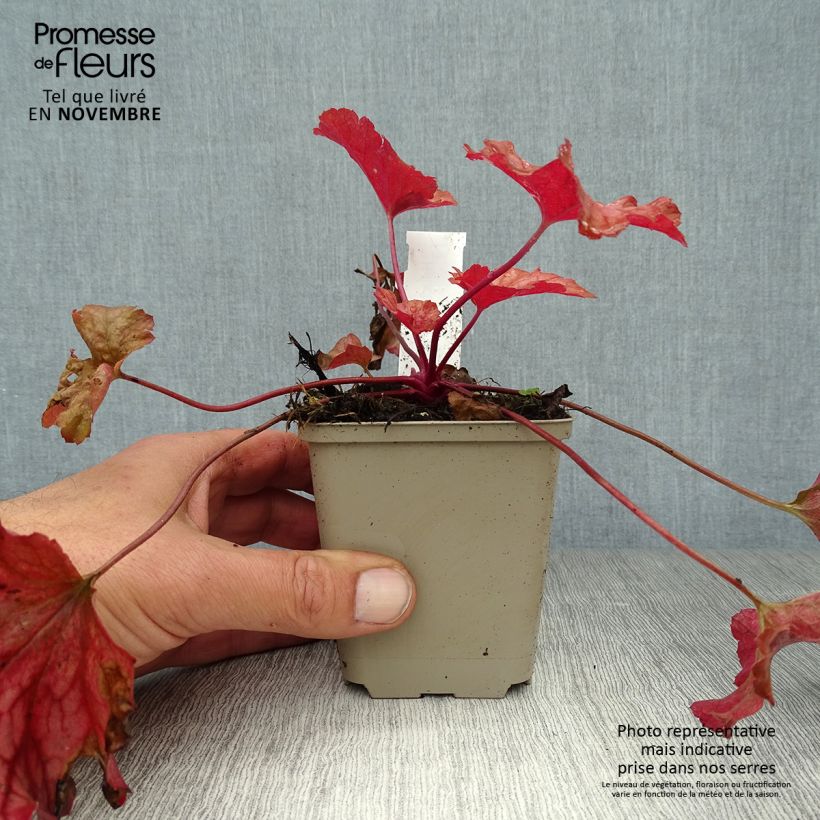Spécimen de Heuchère - Heuchera Paprika Godet de 8/9 cm tel que livré en automne