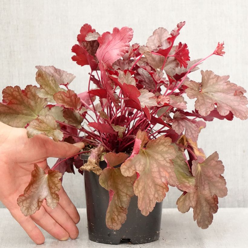 Spécimen de Heuchère - Heuchera Peach flambé Pot de 1,5L/2L tel que livré en automne