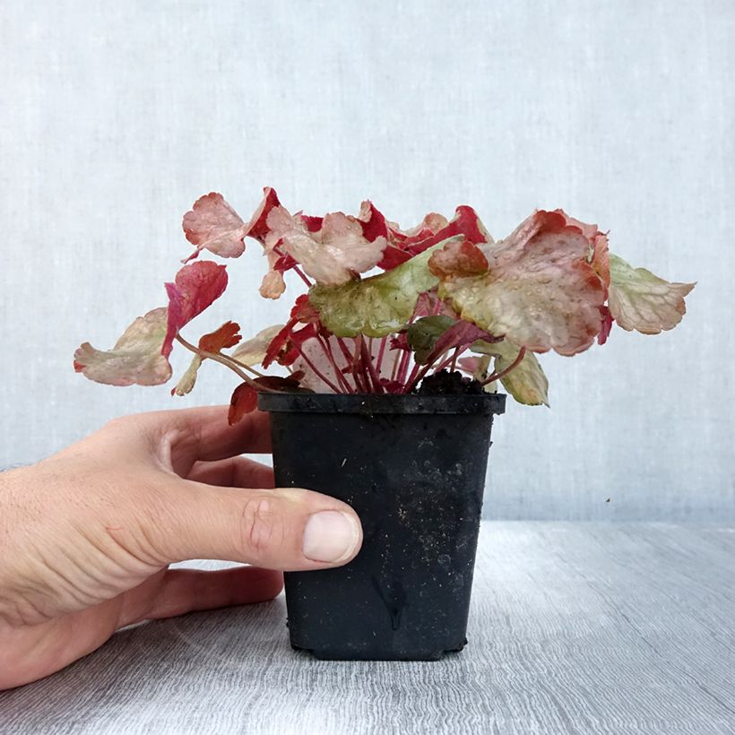 Spécimen de Heuchère - Heuchera Pinot Gris Godet de 8/9 cm tel que livré en automne