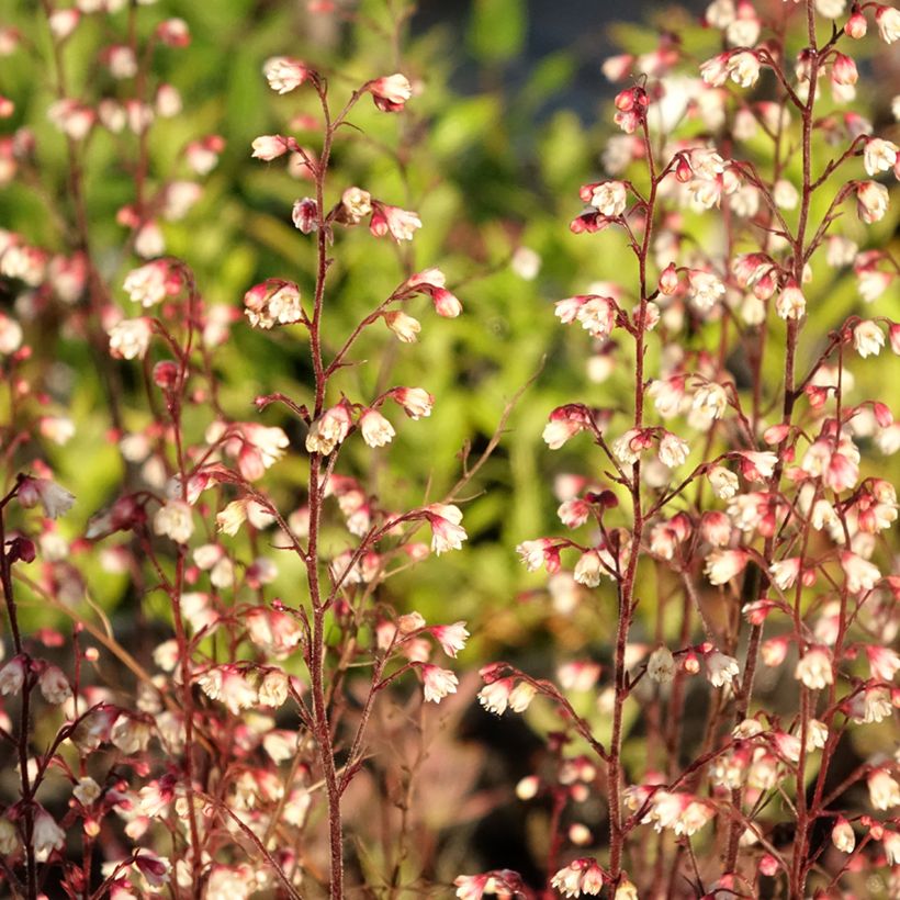 Heuchère - Heuchera Plum Royale (Feuillage)