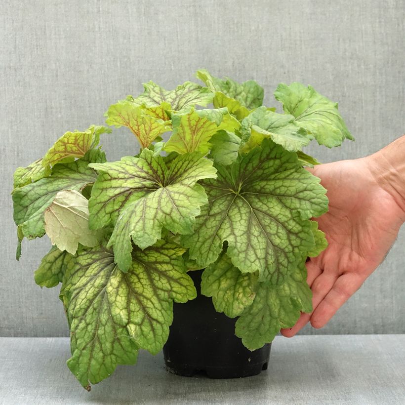 Spécimen de Heuchère - Heuchera Red Lightning  Pot de 1,5L/2L tel que livré en été