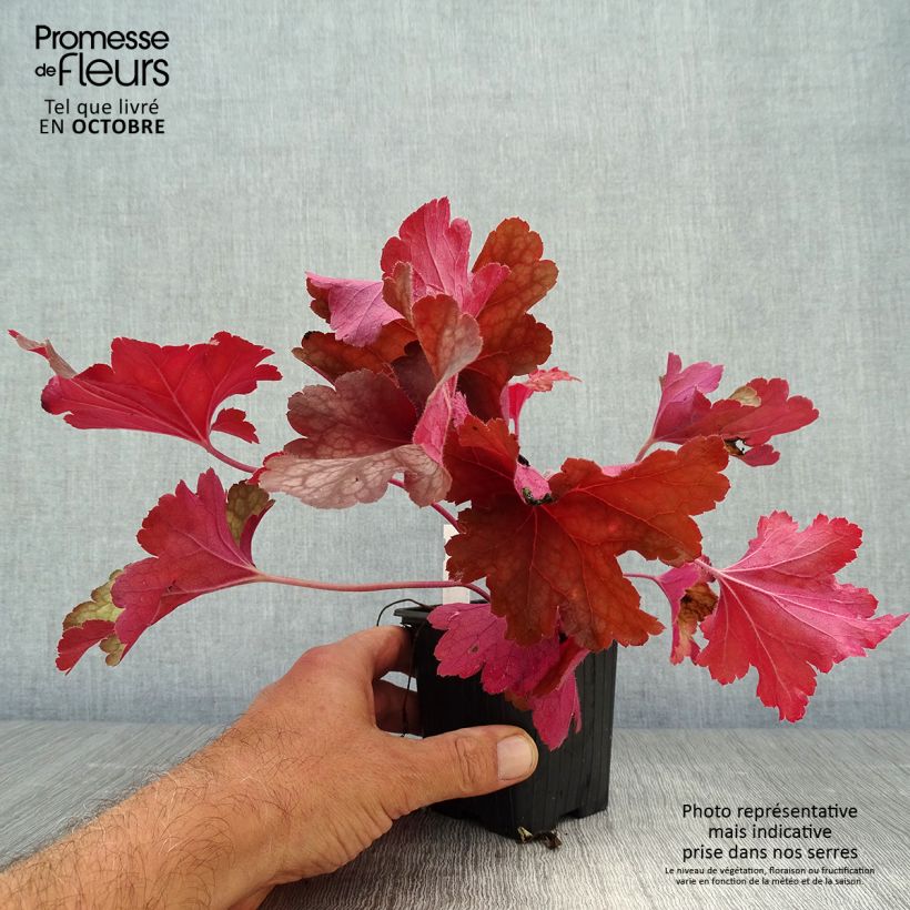 Spécimen de Heuchère - Heuchera Rio® Godet de 7/8 cm tel que livré en automne