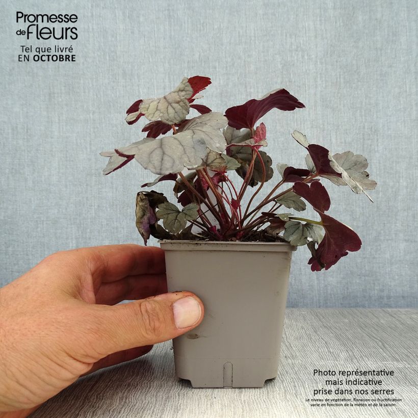 Spécimen de Heuchère - Heuchera Silver Gumdrop Godet de 8/9 cm tel que livré en automne