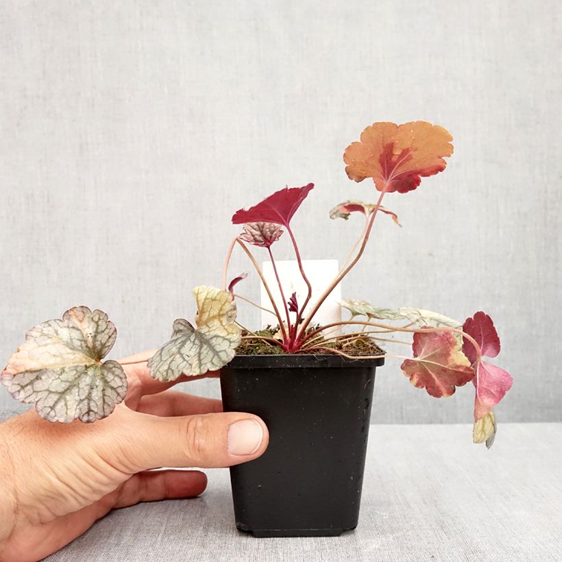 Spécimen de Heuchère - Heuchera Silver Scrolls Godet de 8/9 cm tel que livré en automne