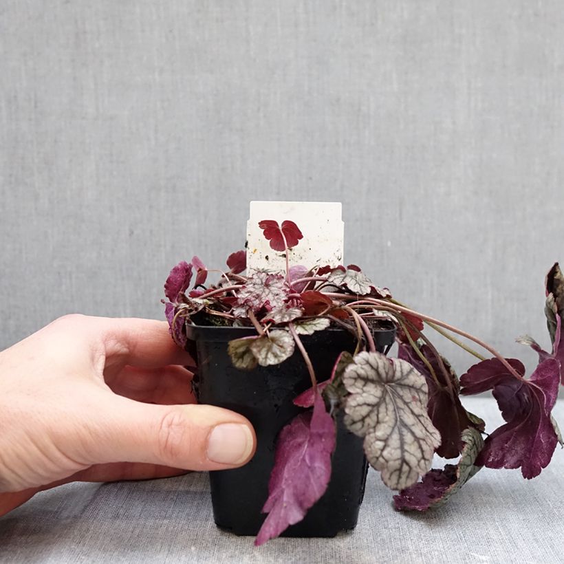 Spécimen de Heuchère - Heuchera Silver Scrolls Godet de 8/9 cm tel que livré en hiver
