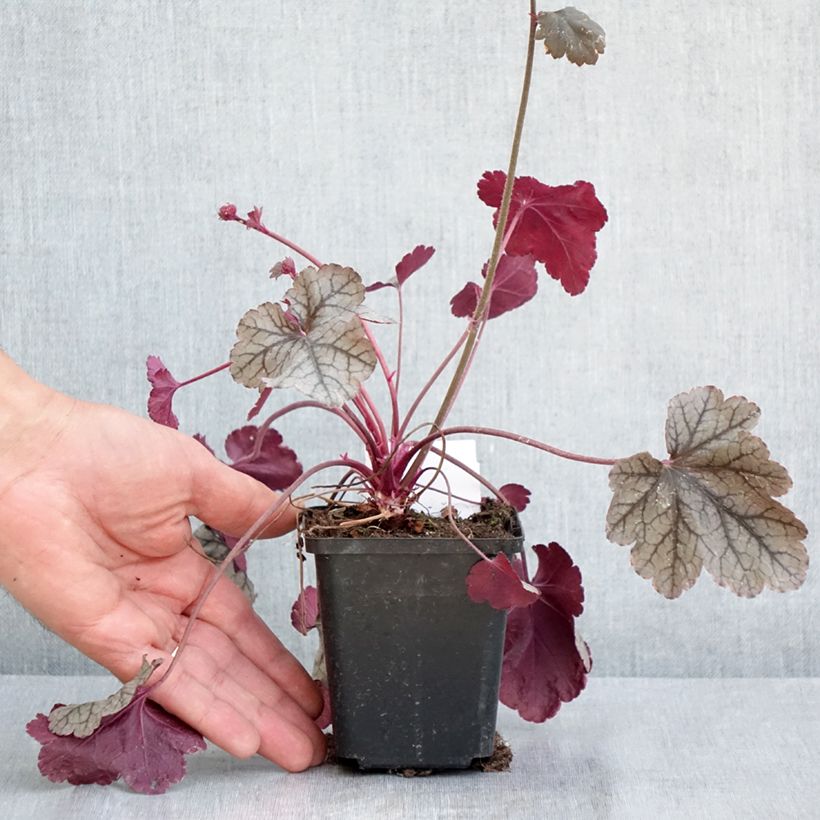 Spécimen de Heuchère - Heuchera Silver Scrolls Godet de 8/9 cm tel que livré au printemps