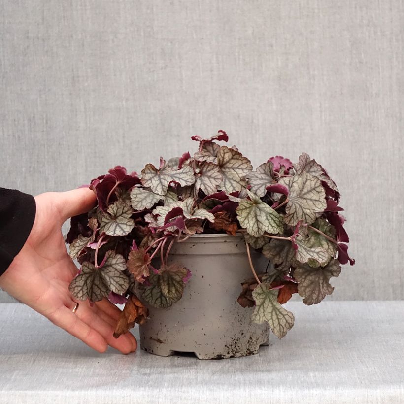 Spécimen de Heuchère - Heuchera Silver Scrolls Pot de 2L/3L tel que livré en hiver