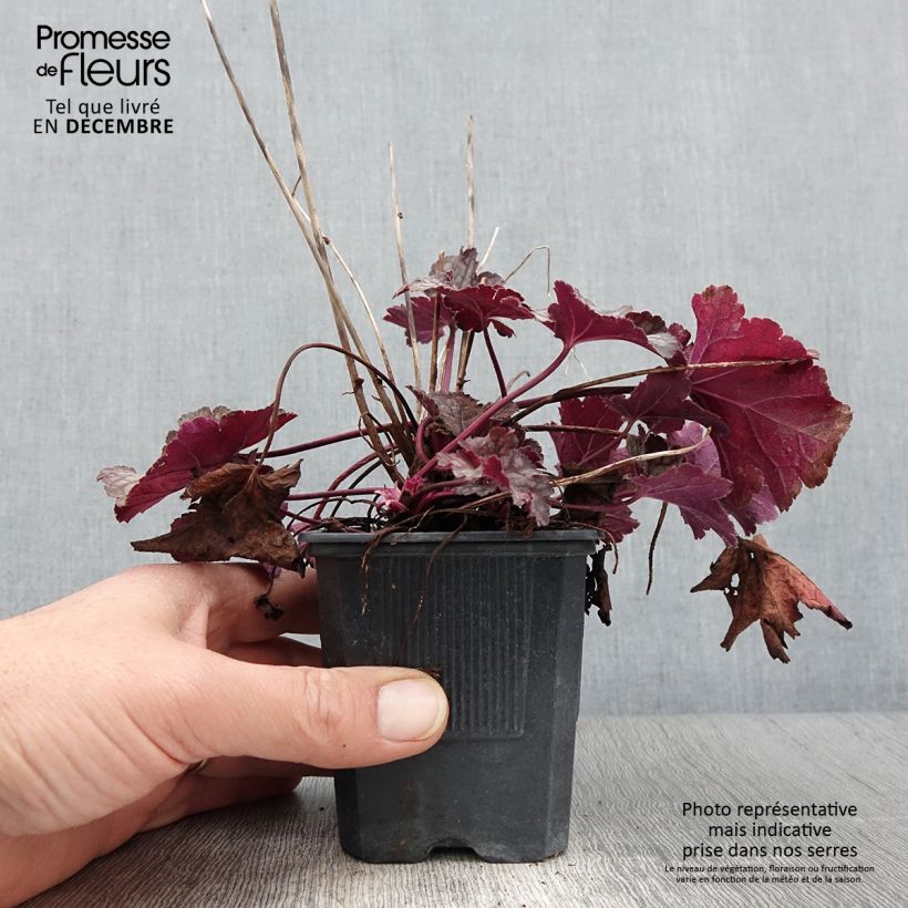 Spécimen de Heuchère - Heuchera Spellbound Godet de 8/9 cm tel que livré en automne