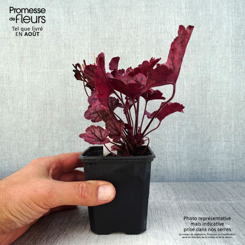 Spécimen de Heuchère - Heuchera Spellbound Godet de 8/9 cm tel que livré en été