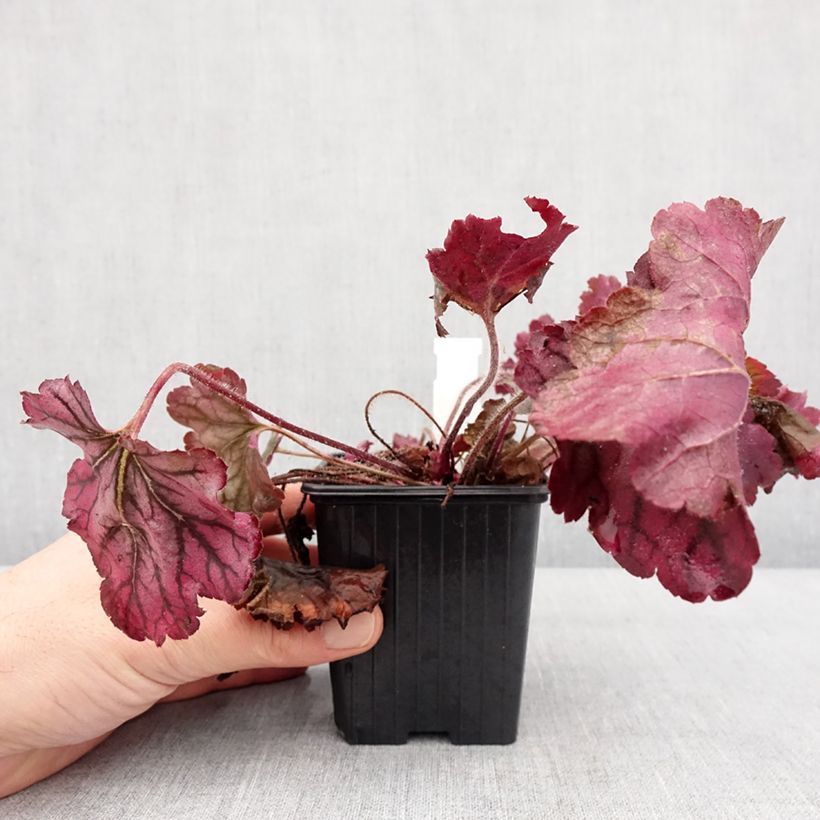 Spécimen de Heuchère - Heuchera Spellbound Godet de 8/9 cm tel que livré en hiver