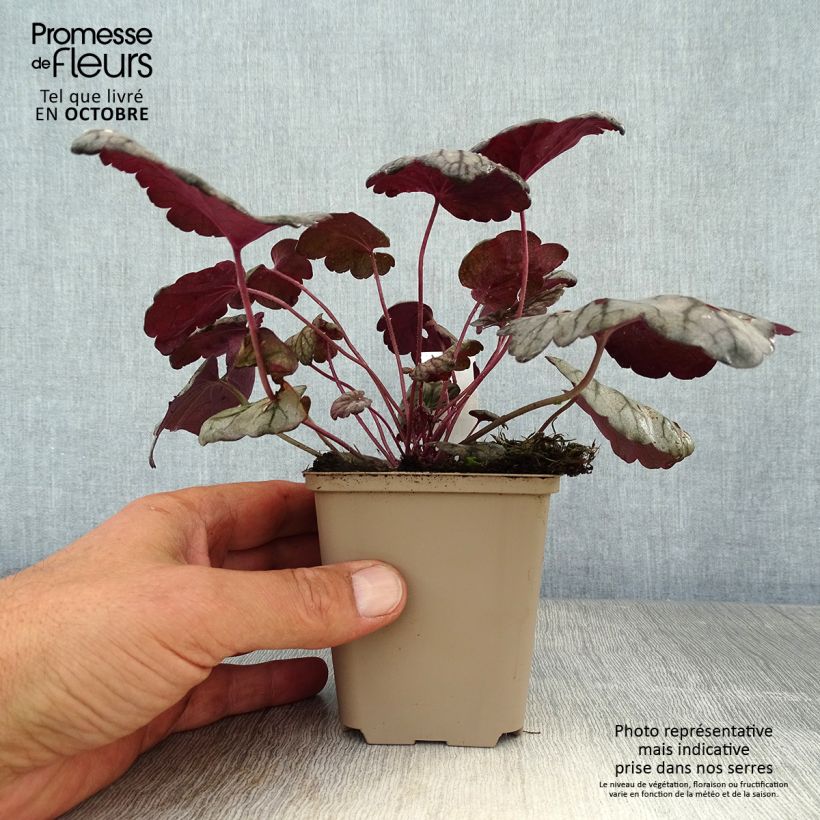 Spécimen de Heuchère - Heuchera Sugar Plum Godet de 8/9 cm tel que livré en automne