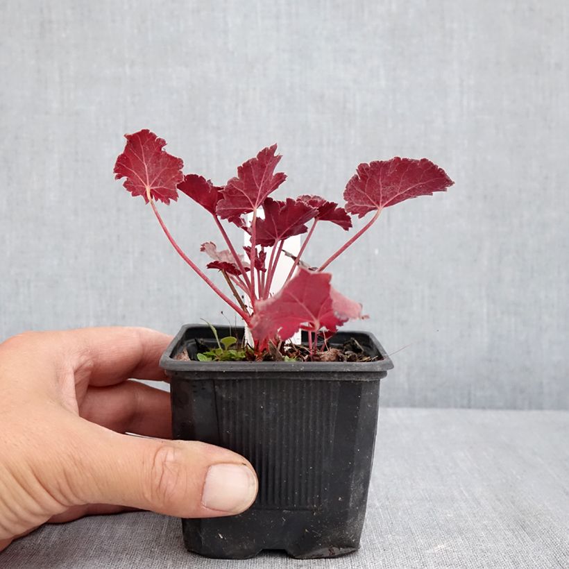 Spécimen de Heuchère - Heuchera Timeless Treasure Godet de 8/9 cm tel que livré en été