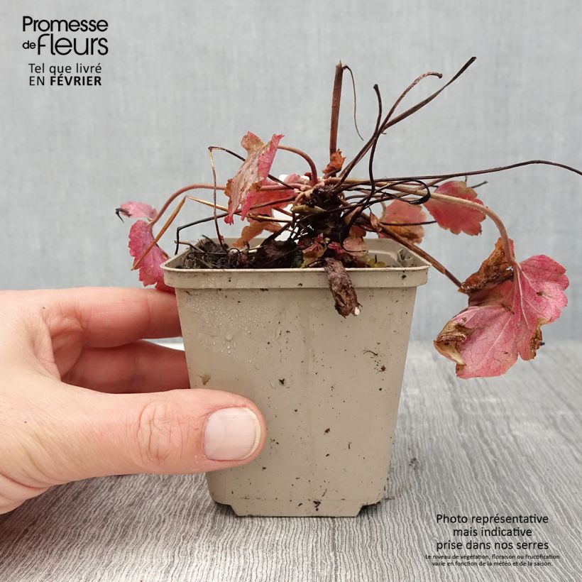 Spécimen de Heuchère - Heuchera Vienna Godet de 8/9 cm tel que livré en hiver