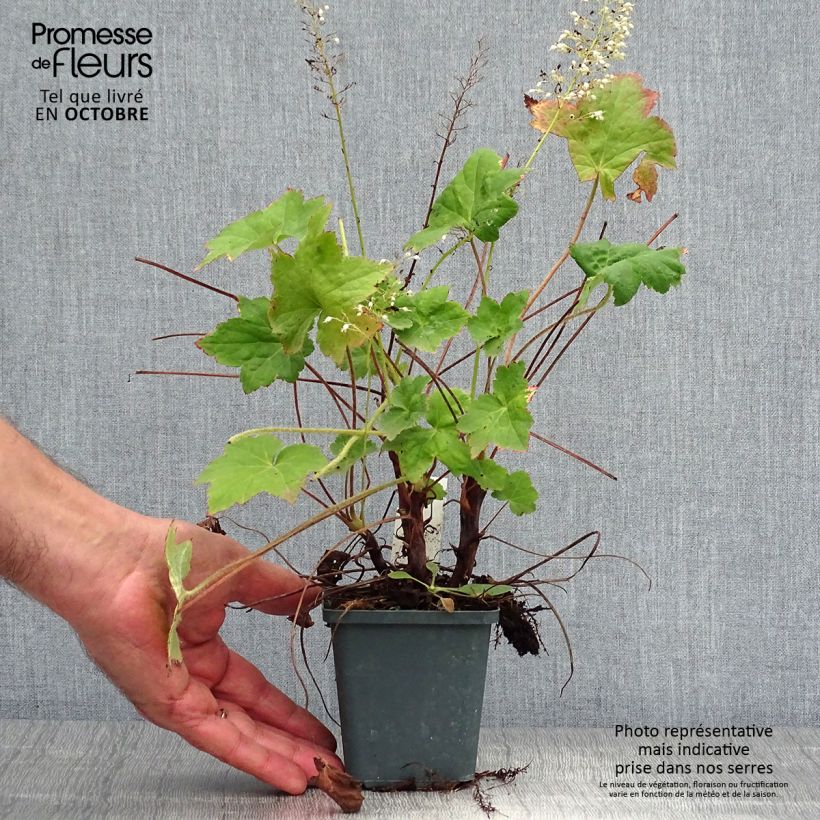 Spécimen de Heuchère - Heuchera villosa Chantilly Godet de 8/9 cm tel que livré en automne