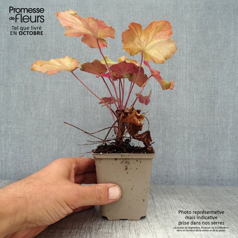 Spécimen de Heuchère Mega Caramel Godet de 8/9 cm tel que livré en automne