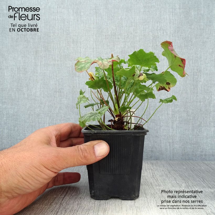 Spécimen de Heuchère Paris Godet de 8/9 cm tel que livré en automne