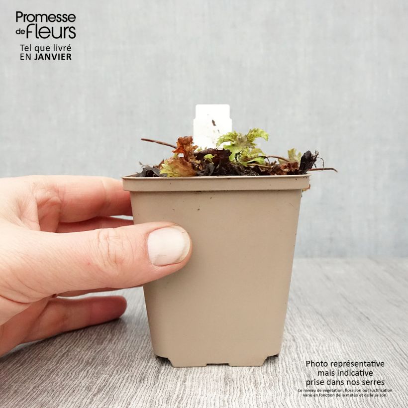 Spécimen de Heuchère Pear Crisp Godet de 8/9 cm tel que livré en hiver