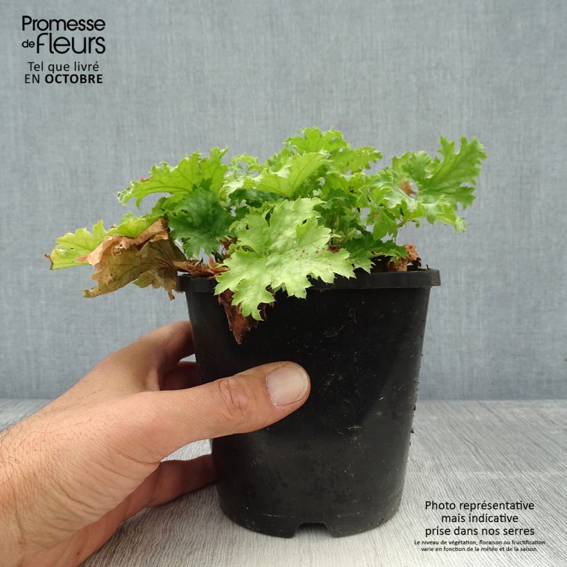 Spécimen de Heuchère Pear Crisp Pot de 1,5L/2L tel que livré en automne