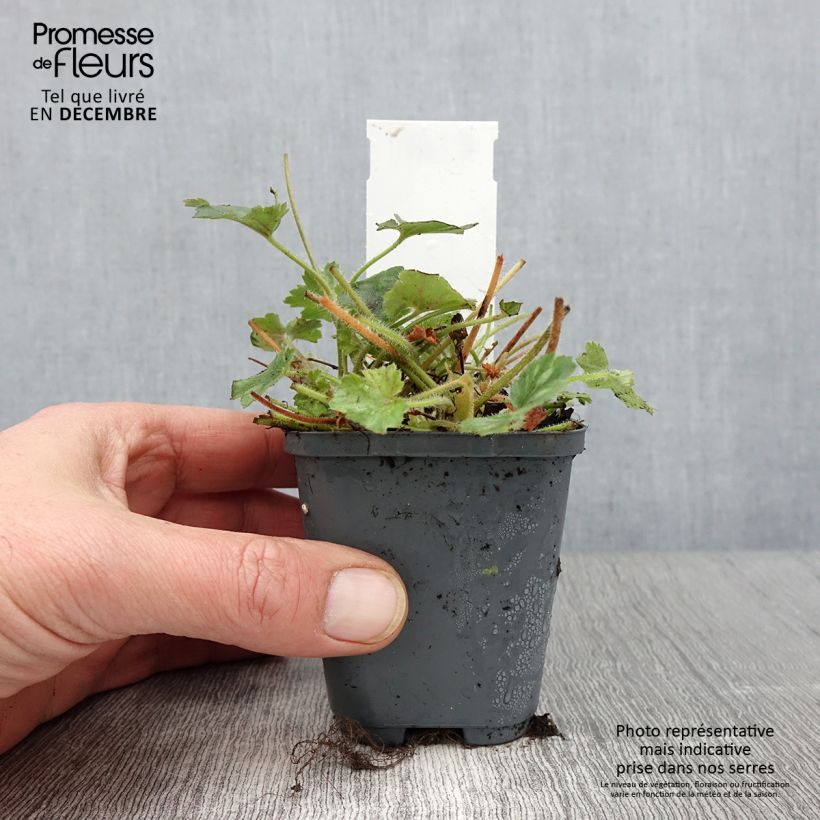 Spécimen de Heuchère Pluie de Feu - Heuchera Godet de 8/9 cm tel que livré en automne