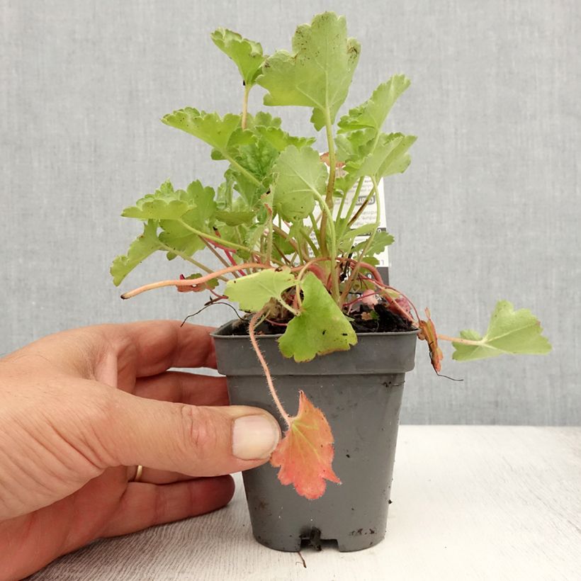 Spécimen de Heuchère - Heuchera Pluie de Feu Godet de 8/9 cm tel que livré en été