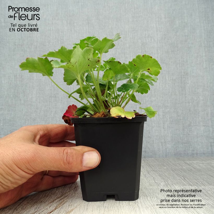 Spécimen de Heuchère rouge sang - Heuchera sanguinea Leuchtkäfer Godet de 8/9 cm tel que livré en automne