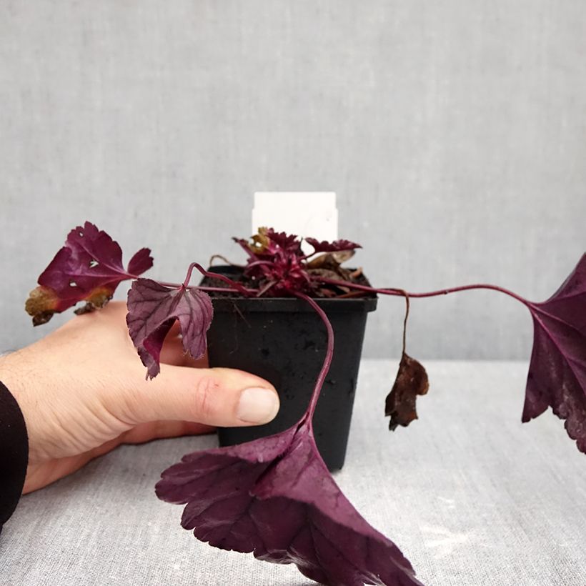 Spécimen de Heuchère - Heuchera Wildberry Godet de 8/9 cm tel que livré en automne