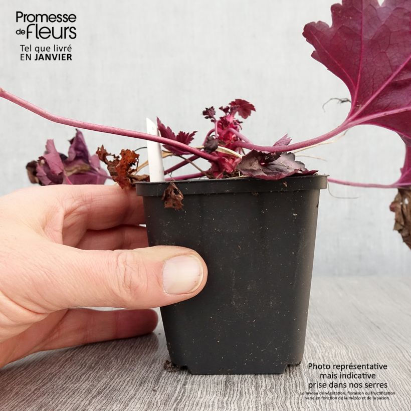 Heuchera Dolce Wildberry 8/9 cm pot sample as delivered in winter