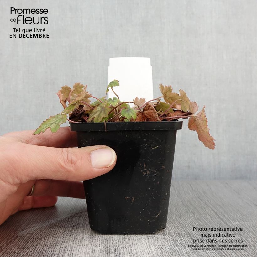 Spécimen de Heucherella alba Bridget Bloom Godet de 8/9 cm tel que livré en automne