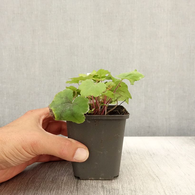 Spécimen de Heucherella Citrus shock Godet de 8/9 cm tel que livré en automne