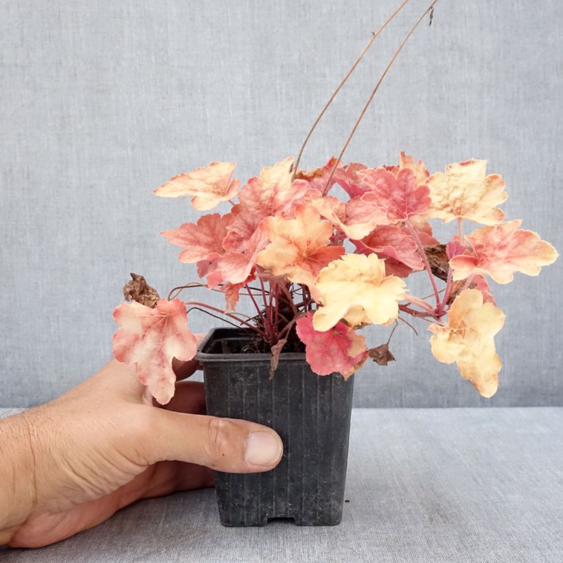 Spécimen de Heucherella Copper Cascade Godet de 8/9 cm tel que livré en été