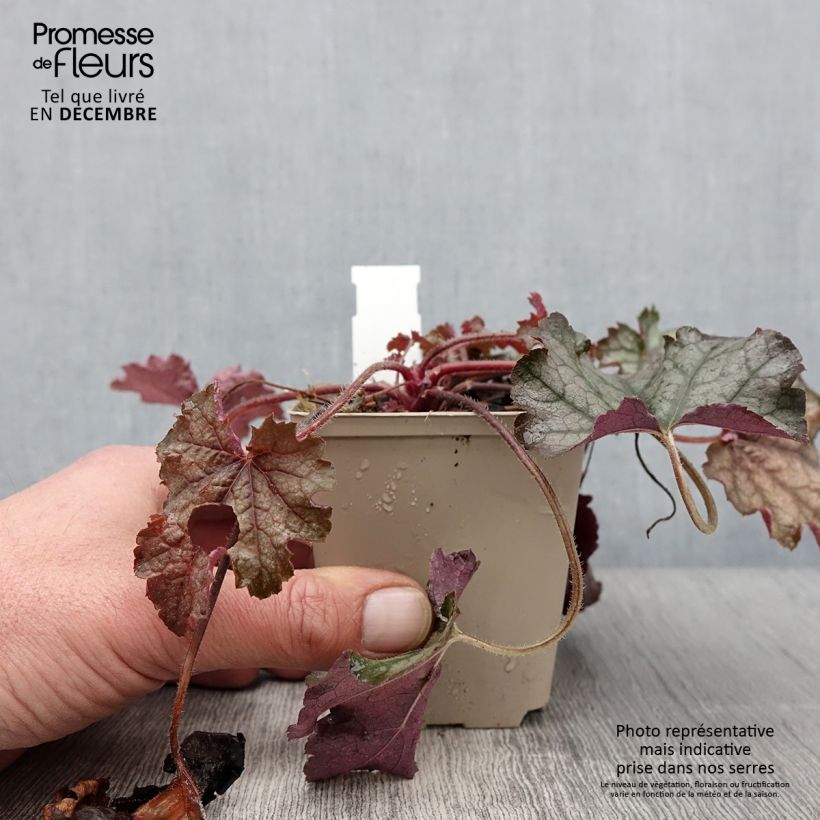 Spécimen de Heucherella Cracked Ice Godet de 8/9 cm tel que livré en automne