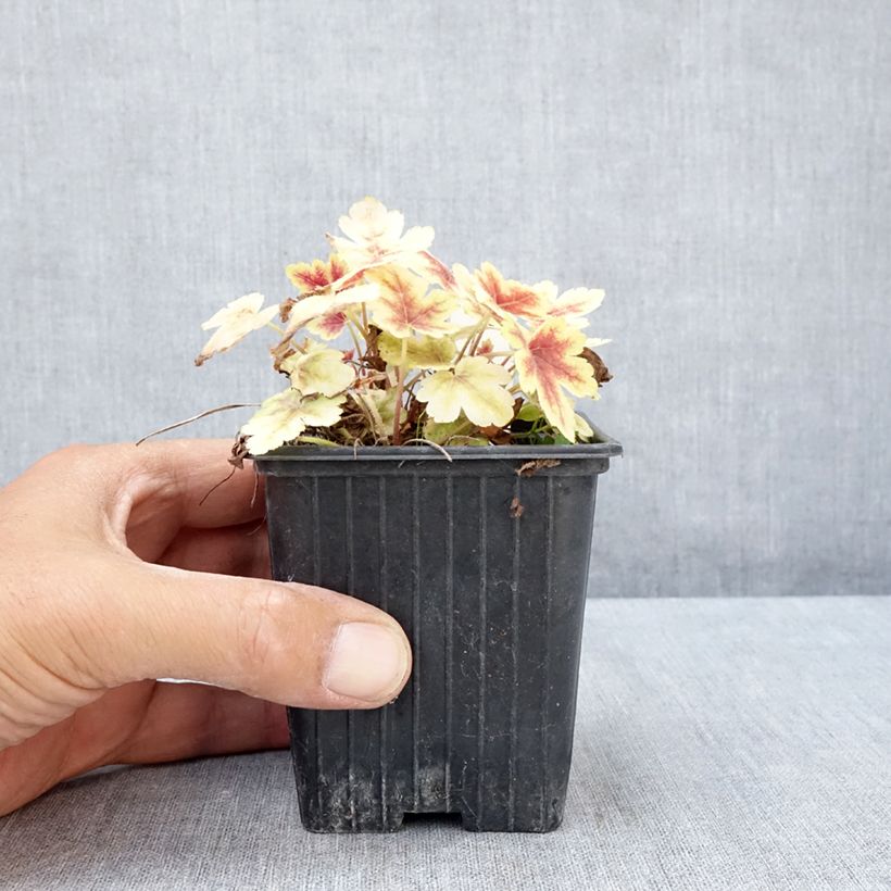 Spécimen de Heucherella Golden Zebra Godet de 8/9 cm tel que livré en été