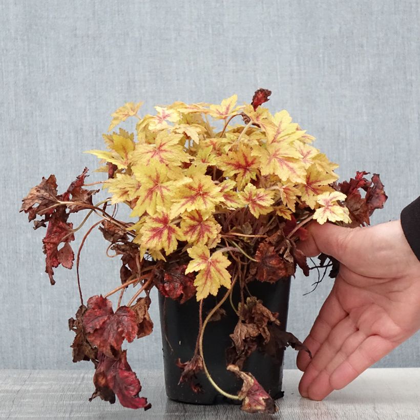 Amostra de Heucherella Golden Zebra Vaso de 1,5 L/2 L tal como entregue na primavera