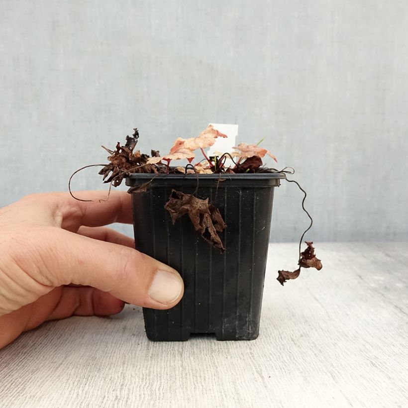 Spécimen de Heucherella Honey Rose Godet de 8/9 cm tel que livré en automne