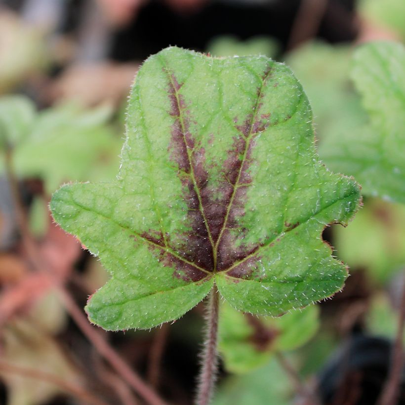Heucherella Kimono (Feuillage)