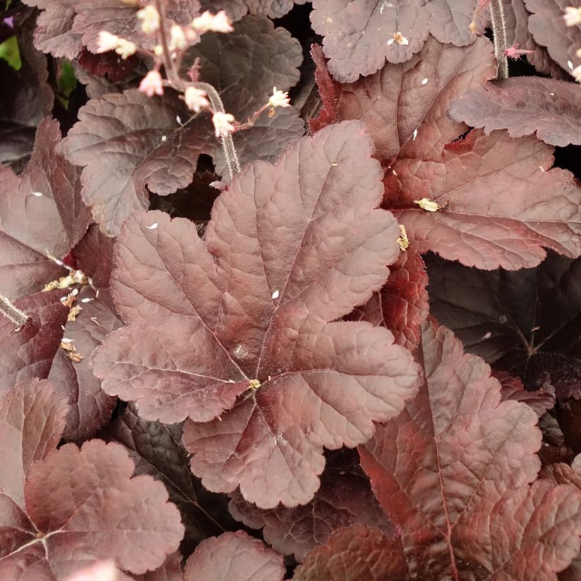 Heucherella Onyx (Feuillage)