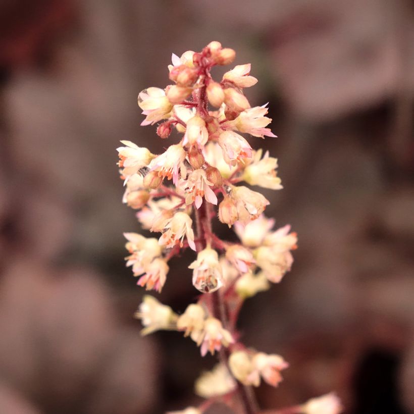 Heucherella Onyx (Floraison)