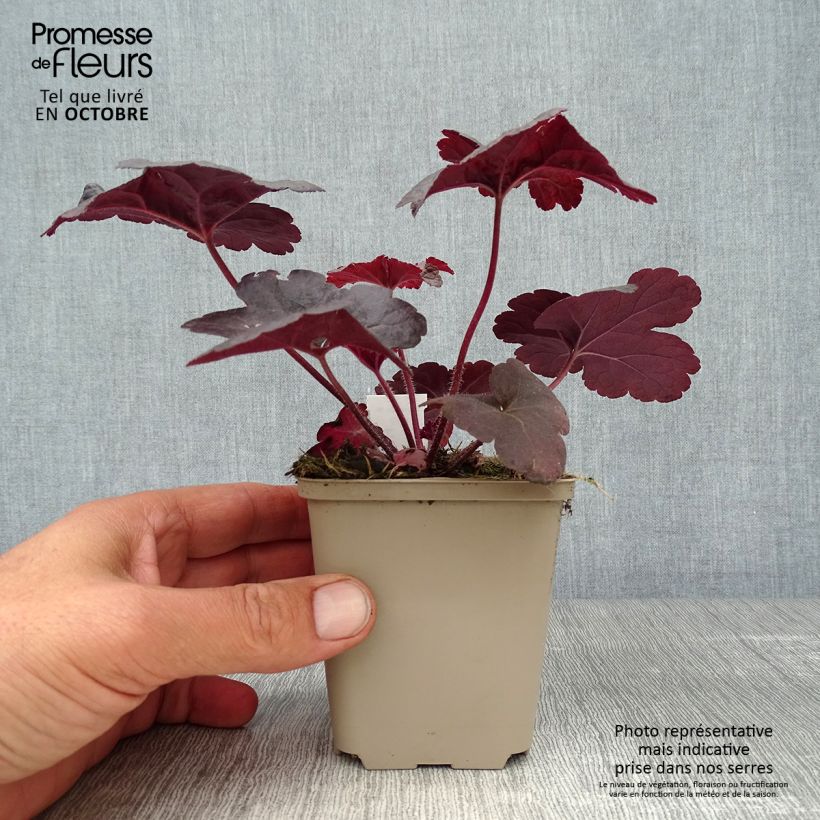 Spécimen de Heucherella Onyx Godet de 8/9 cm tel que livré en automne